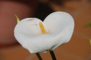 La simplificación (Ampurdà, 2010) SIMPLIFÍCATE LA VIDA