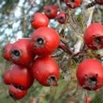 planta medicinal rosa mosqueta