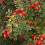 planta medicinal rosa mosqueta