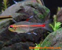 Fotos Peces Hemigrammus Erythrozonus 