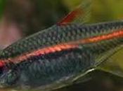 Hemigrammus Erythrozonus