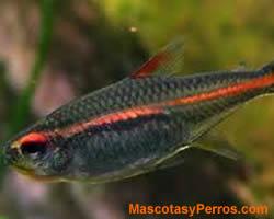 Fotos Peces Hemigrammus Erythrozonus 