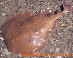 Hemigrammus Erythrozonus