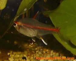 Fotos Peces Hemigrammus Erythrozonus 
