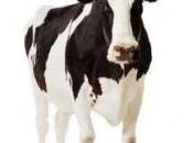 Alergia, productos lácteos