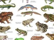 Anfibios ibéricos