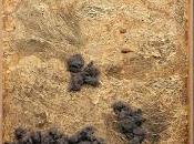 Rufus Firefly estrenan Reverso