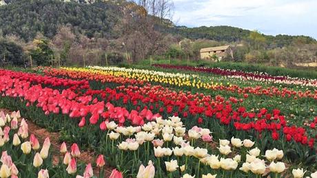 Descubre el esplendor del jardín de los 100.000 tulipanes a una hora de Barcelona