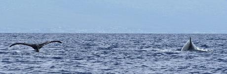 ¿Qué hacer en Punta Cana? – Actividades en Punta Cana