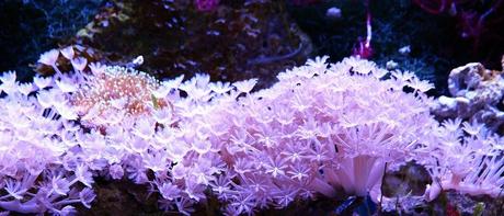 ¿Qué hacer en Punta Cana? – Actividades en Punta Cana