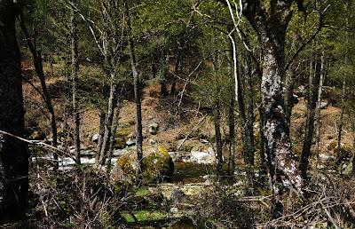 Valle de Iruelas. 6. Árboles