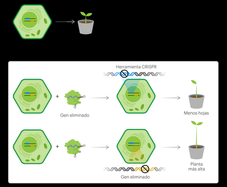 Cultivan tomates con ayuda de la revolucionaria técnica de edición genética CRISPR Cultivan tomates con ayuda de la revolucionaria técnica de edición genética CRISPR