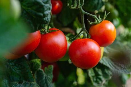 Cultivan tomates con ayuda de la revolucionaria técnica de edición genética CRISPR