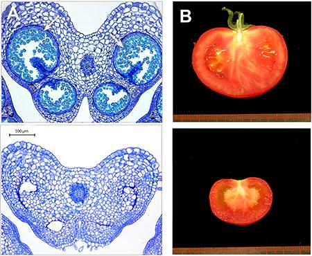 Cultivan tomates con ayuda de la revolucionaria técnica de edición genética CRISPR