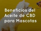 Beneficios Aceite para Mascotas