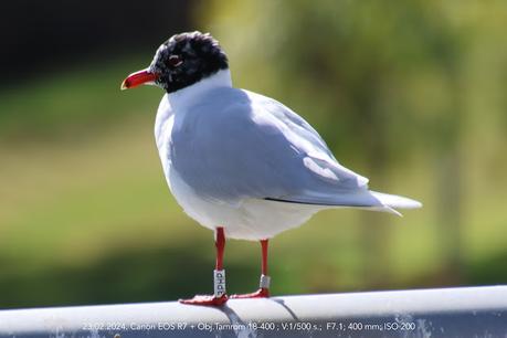 Gaviota cabecinegra 3PH3