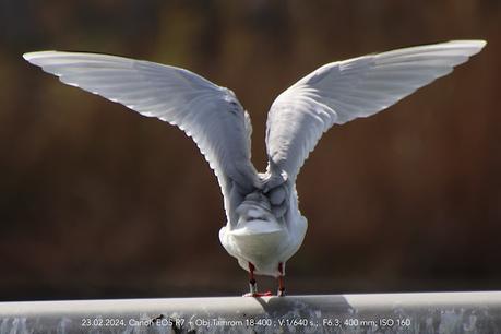 Gaviota cabecinegra 3PH3