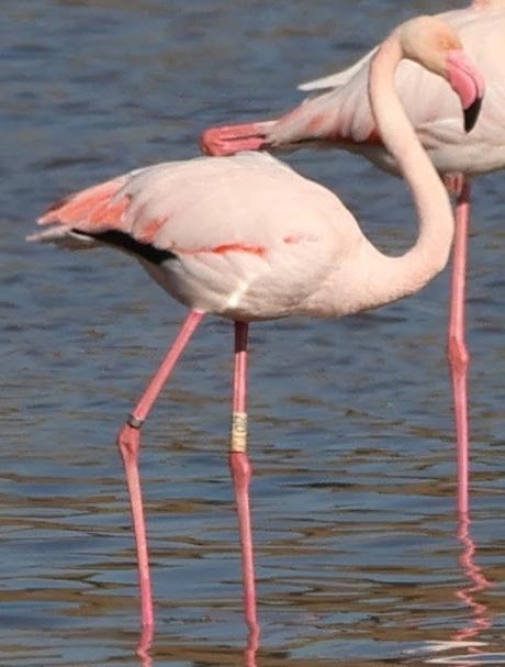 Recibido historial flamenco 2|DTJ