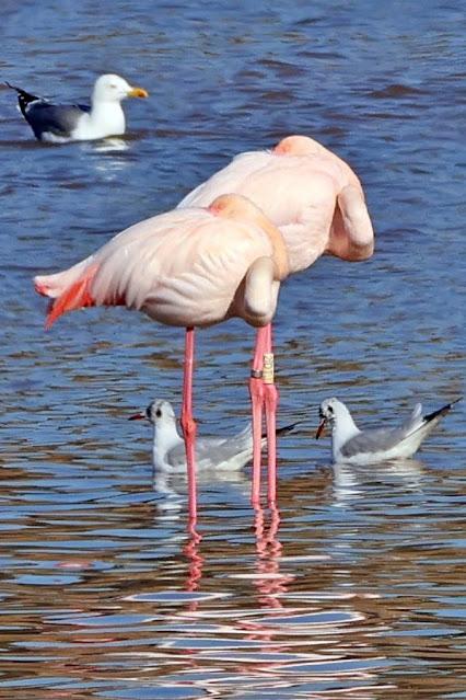 Recibido historial flamenco 2|DTJ