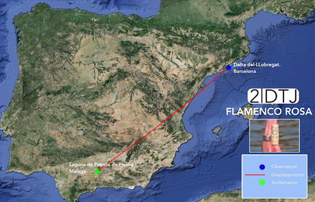 Recibido historial flamenco 2|DTJ