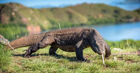 25 mejores cosas para hacer en Indonesia Isla de komodo
