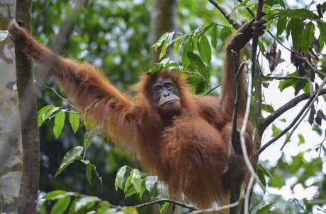 25 mejores cosas para hacer en Indonesia Bukit Lawang