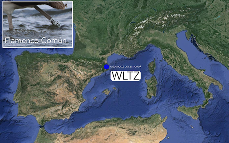 Flamenco WLTZ