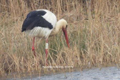 Cigüeñas con anilla de los  Aiguamolls de l'Empordà