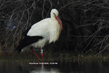 Cigüeñas con anilla de los  Aiguamolls de l'Empordà