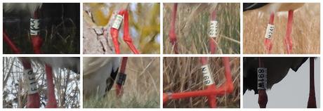 Cigüeñas con anilla de los  Aiguamolls de l'Empordà