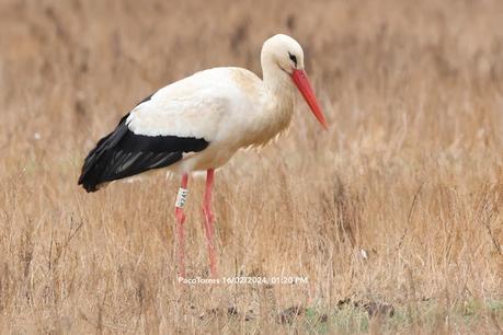 Cigüeñas con anilla de los  Aiguamolls de l'Empordà