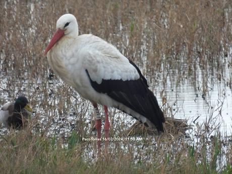 Cigüeñas con anilla de los  Aiguamolls de l'Empordà