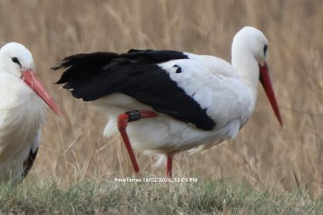 Cigüeñas con anilla de los  Aiguamolls de l'Empordà