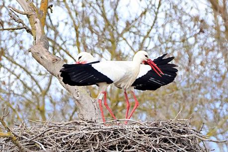 Cigüeñas con anilla de los  Aiguamolls de l'Empordà