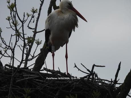 Cigüeñas con anilla de los  Aiguamolls de l'Empordà