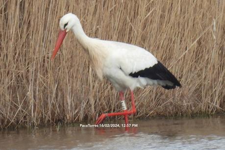 Cigüeñas con anilla de los  Aiguamolls de l'Empordà