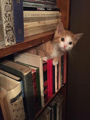 El escándalo de la pederastia… Y el impacto de la mascletá en Madrid. El escándalo de la pederastia… Y el impacto de la mascletá en Madrid.