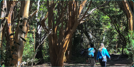 Touring the Los Arrayanes National Park, a national protected area of inestimable forest value. 221.-panoramicas_la14.png