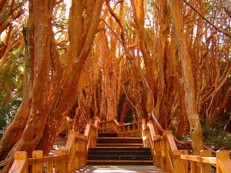 Touring the Los Arrayanes National Park, a national protected area of inestimable forest value. 221.-Parque-Nacional-los-Arrayanes-2.jpg