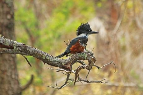 Touring the Los Arrayanes National Park, a national protected area of inestimable forest value. 221.-fauna_pn_los_arrayanes_ph_parquesnacionales.jpg
