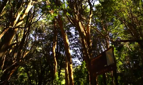 Touring the Los Arrayanes National Park, a national protected area of inestimable forest value. 221.-Los-Arrayanes.png