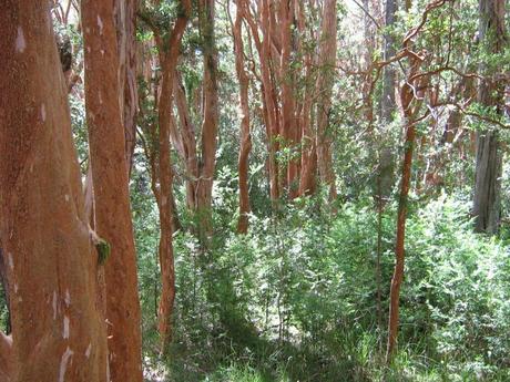 221.-Parque_Nacional_Los_Arrayanes-wikipedia.jpg