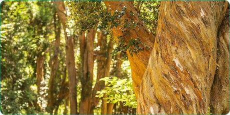Touring the Los Arrayanes National Park, a national protected area of inestimable forest value. 221.-pn_los_arrayanes2.jpg