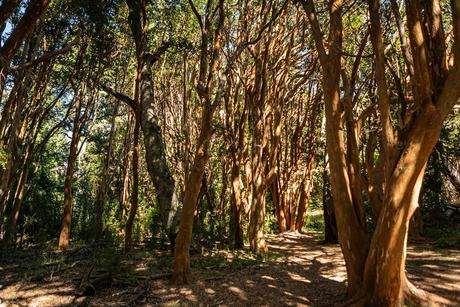 Touring the Los Arrayanes National Park, a national protected area of inestimable forest value. 221.-ecosistema_pn_los_arrayanes_ph_parquesnacionales.jpg