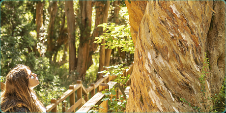 Touring the Los Arrayanes National Park, a national protected area of inestimable forest value. 221.-panoramicas_la15.png