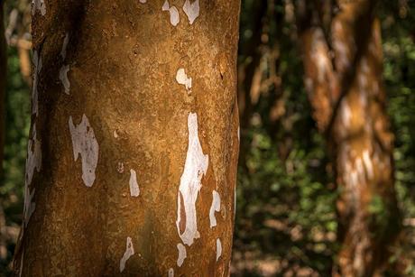 Touring the Los Arrayanes National Park, a national protected area of inestimable forest value. 221.-flora_pn_los_arrayanes_ph_parquesnacionales.jpg