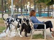 Indignación entre dueños perros cierre prematuro parques Barcelona