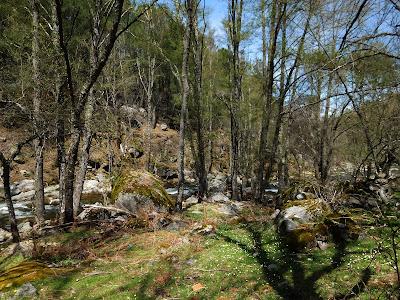 Valle d Iruelas. 7. Árboles