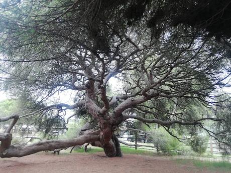 EL PINO CENTENARIO DE MAZAGÓN