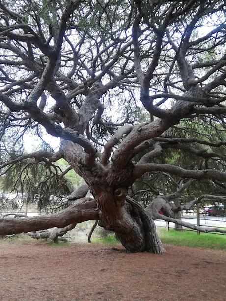 EL PINO CENTENARIO DE MAZAGÓN